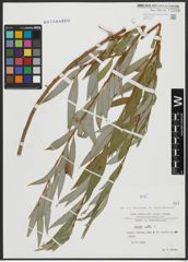 Foto von Salix alba L.